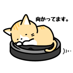[LINEスタンプ] 猫の茶太郎