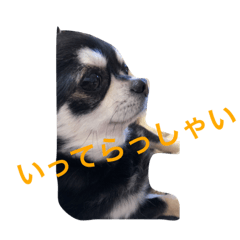 [LINEスタンプ] 黒いチワワのスタンプ