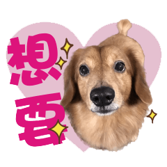 [LINEスタンプ] Muji dachshund