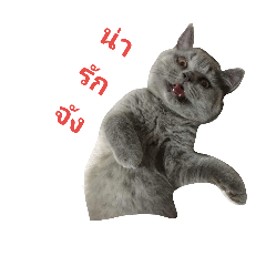 [LINEスタンプ] Bieber cat