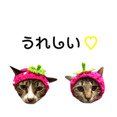 [LINEスタンプ] 猫の日常系スタンプ