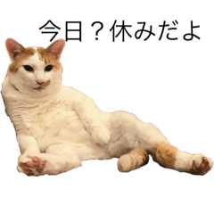 [LINEスタンプ] ワガママ猫