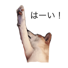 [LINEスタンプ] しば兄弟