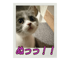 [LINEスタンプ] あるこーる①