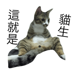 [LINEスタンプ] cat black jack