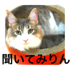 [LINEスタンプ] 気ままな猫達5