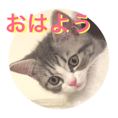 [LINEスタンプ] ももねこスタンプ