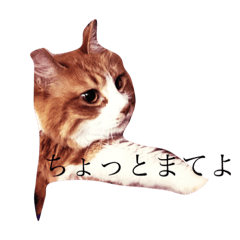 [LINEスタンプ] 我が家のにゃんこSver.