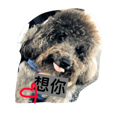 [LINEスタンプ] Gray Poodle so cute