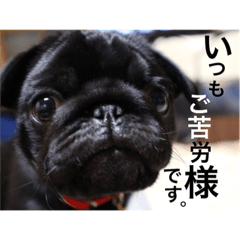 [LINEスタンプ] 黒パグのパンチくん