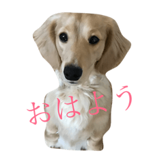 [LINEスタンプ] Miniature dachshund of on malon.