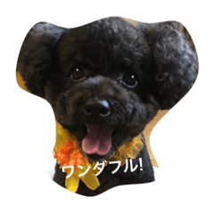 [LINEスタンプ] ぐうたら犬 マルコ