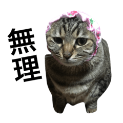 [LINEスタンプ] ねこねこねこだ