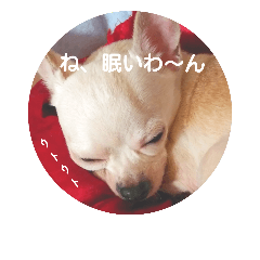 [LINEスタンプ] 優しい毎日 チワワと一緒