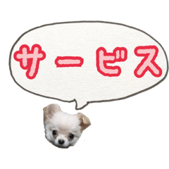 [LINEスタンプ] 甘えるチワワと日常会話