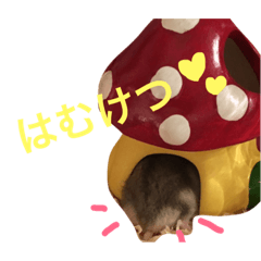 [LINEスタンプ] ジャンガリアンハムスター はむちゃん