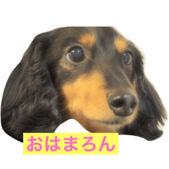 [LINEスタンプ] わんこ_m