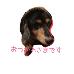 [LINEスタンプ] 可愛い愛犬のスタンプです