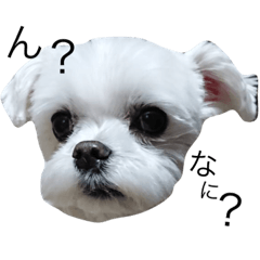 [LINEスタンプ] ミニチュアシュナウザーの牡丹