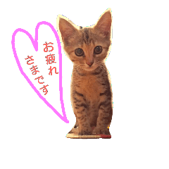 [LINEスタンプ] 猫のししまる