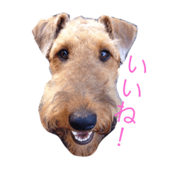 [LINEスタンプ] けりすけちゃん