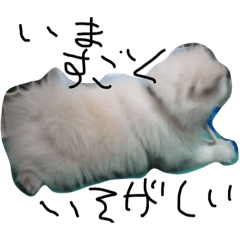 [LINEスタンプ] パンサー