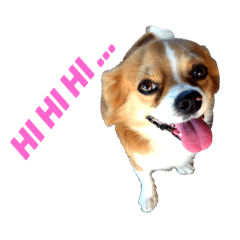 [LINEスタンプ] My Dog Dog Dog