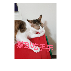 [LINEスタンプ] shufatcat