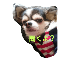 [LINEスタンプ] こんにチワ