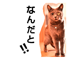 [LINEスタンプ] 灰色ランディちゃま①