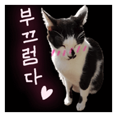 [LINEスタンプ] Meow in love specialの画像（メイン）