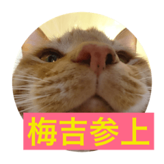 [LINEスタンプ] 猫の梅吉