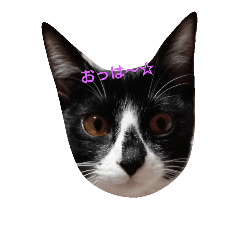 [LINEスタンプ] しゃまねこスタンプ