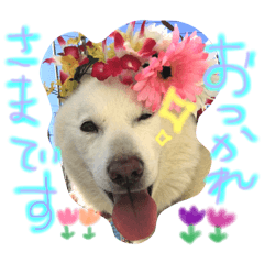 [LINEスタンプ] 北海道犬の凜ちゃん♡ 3