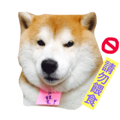 [LINEスタンプ] Shiba COLA in Taiwan 2