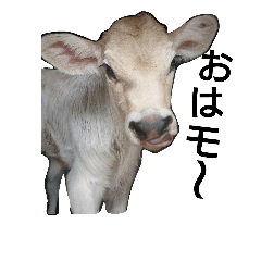 [LINEスタンプ] ミルクファームの牛と羊のダジャレ混じりの画像（メイン）