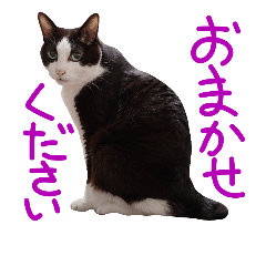 [LINEスタンプ] 猫の形ていねい語スタンプ時々関西弁～実写