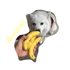 [LINEスタンプ] my dog is spitz