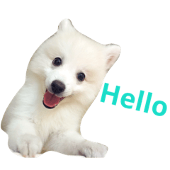 [LINEスタンプ] Dogding