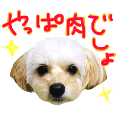 [LINEスタンプ] チワプーいくら 2