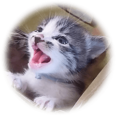 [LINEスタンプ] 可愛すぎる猫たち