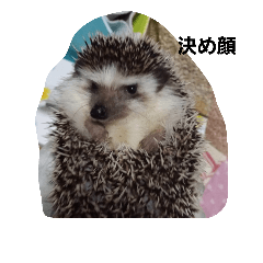 [LINEスタンプ] hedgehog sannzou