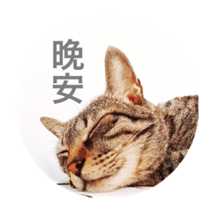 [LINEスタンプ] The  cute cat is mimi.