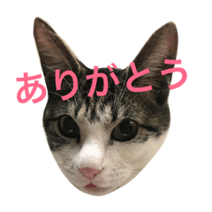 [LINEスタンプ] 石川家のとらのすけ