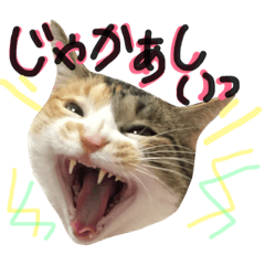 [LINEスタンプ] 【なまねこ】生意気な猫