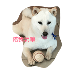 [LINEスタンプ] Shiba ayco life