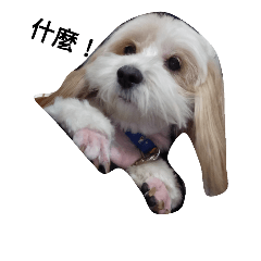 [LINEスタンプ] mandy dog