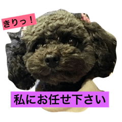 [LINEスタンプ] 黒プークロちゃんとジャン君