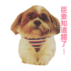 [LINEスタンプ] Ponyo(Shihtzu)＆Cooper(Schnauzer) Daily