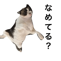 [LINEスタンプ] 動物好きへのスタンプ